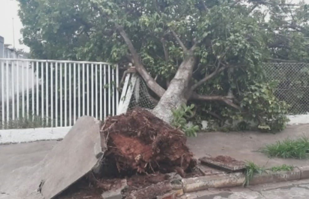 Tempestade Derruba Rvores Prejudica Fornecimento De Energia E Causa