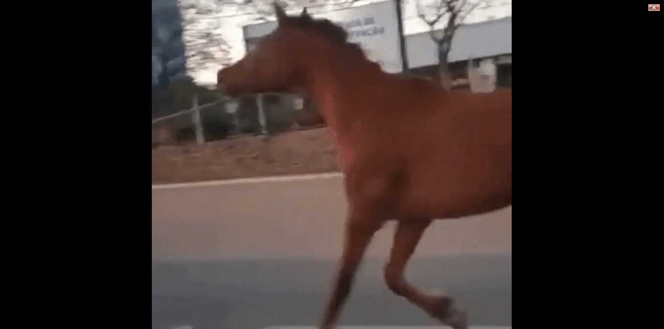 Cavalo é puxado por carro com uma corda presa ao pescoço em rua de