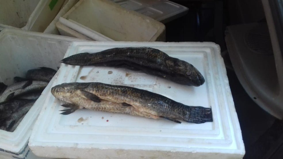 whatsapp-image-2020-09-01-at-20.14.32