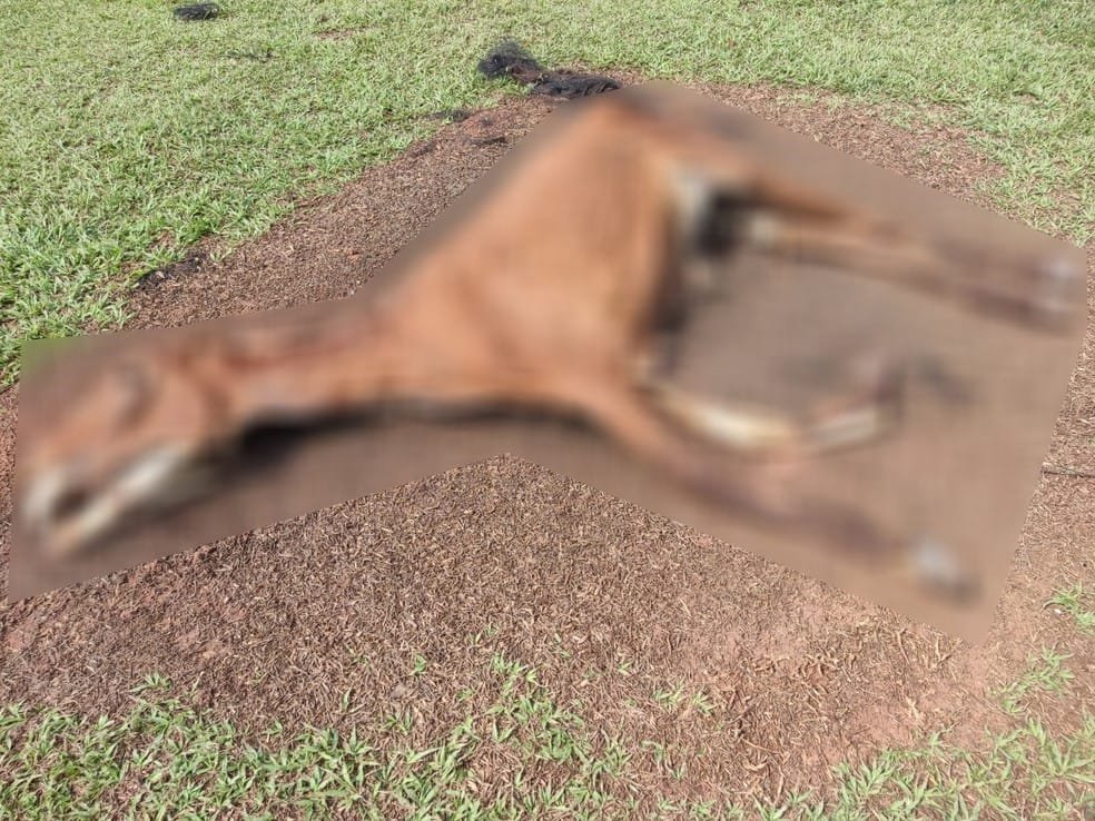 Fiscalização encontrou cavalos mortos em sítio em Tarabai (SP) — Foto: Polícia Militar Ambiental