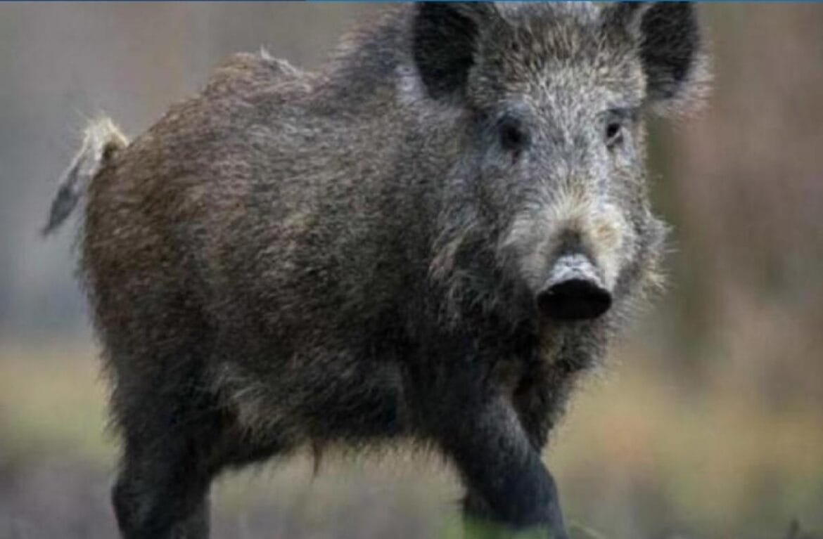 Imagem: Ilustrativa / Internet