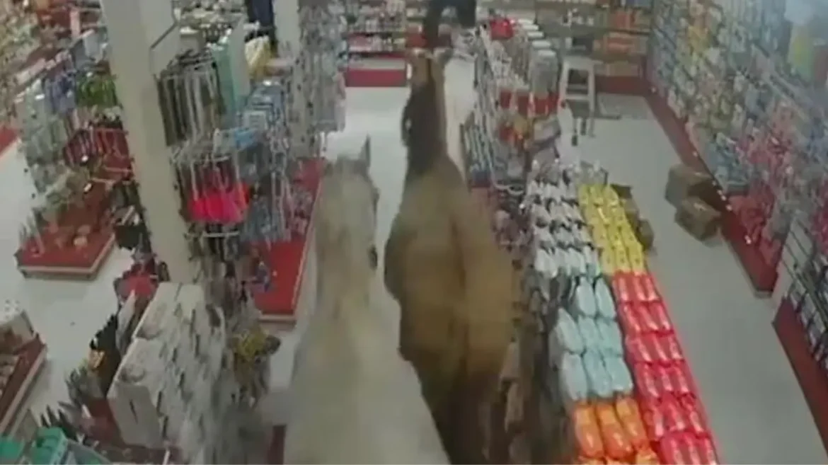 Ação de cavalos em farmácia foi registrada por câmeras de segurança – Reprodução Redes Sociais