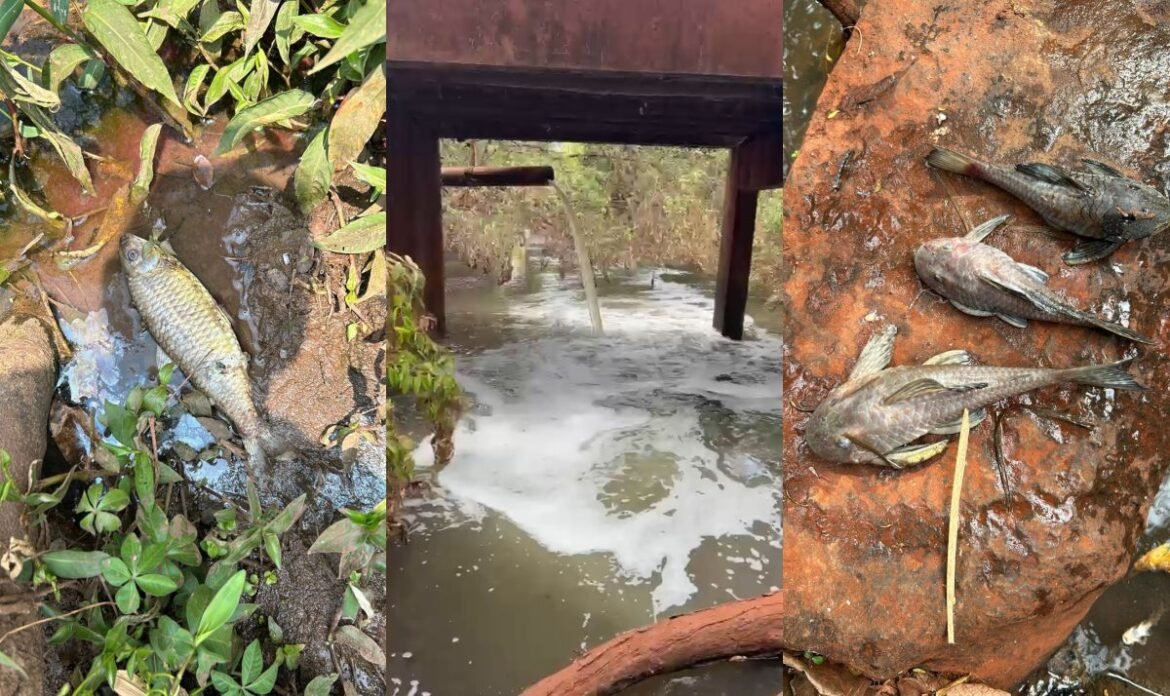 morte de peixes no pary veado